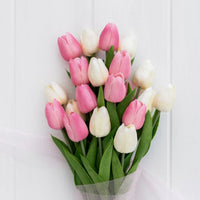 hell Rosa Tulpe Blumensamen zur Aussaat