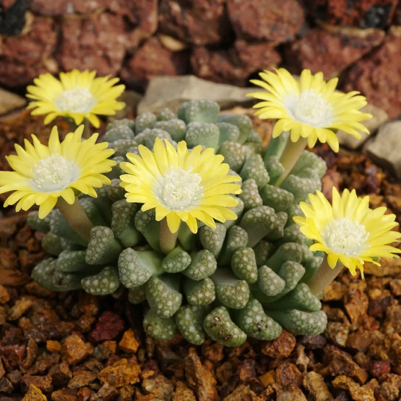 Sea Grün Titanopsis Hugo-Schlechteri Blumensamen zur Aussaat – Garten beliebt – Traditionssorte & ohne Gentechnik Samen Hausgarten