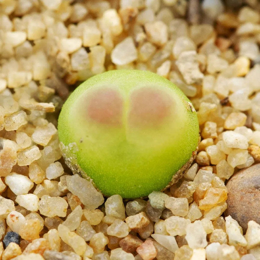 Grün Conophytum Ratum Blumensamen zur Aussaat – Garten beliebt – Traditionssorte & ohne Gentechnik Samen Hausgarten