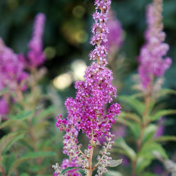Lila Prachtspiere Blumensamen zur Aussaat – Halbschatten verträglich – Traditionssorte & ohne Gentechnik Samen Hausgarten