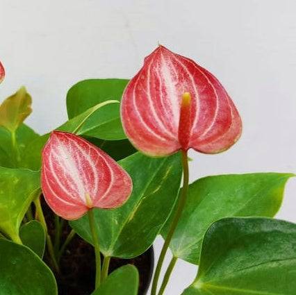 Flamingoblume Samen leuchtend blühend Pflanzen