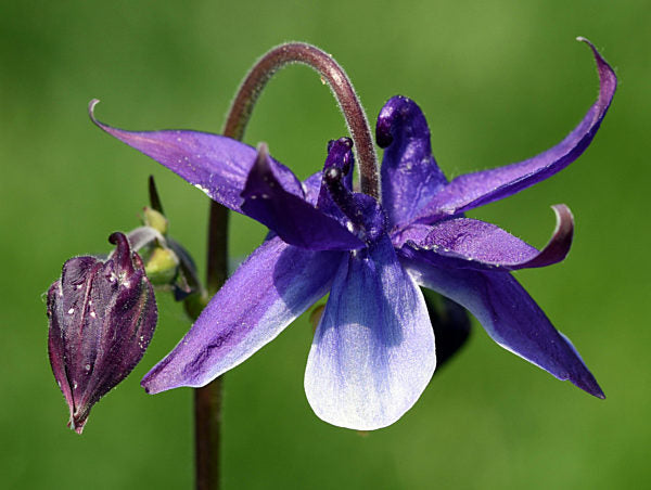 Akelei Blumensamen zur Aussaat – Wildblume Mischung – Traditionssorte & ohne Gentechnik Samen Hausgarten