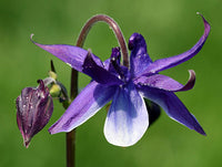 Akelei Blumensamen zur Aussaat – Wildblume Mischung – Traditionssorte & ohne Gentechnik Samen Hausgarten