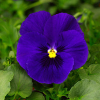 Pansy delta pre deep blau samen for deep blau blooms