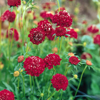 Rot pincushion blume samen for anpflanzung - compact growth, heirloom & gmo free samen for home garten
 
 sale for anpflanzung in home garten