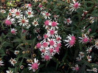 Rosa Weiß Lateriflorus Blumensamen Garten Aussaat