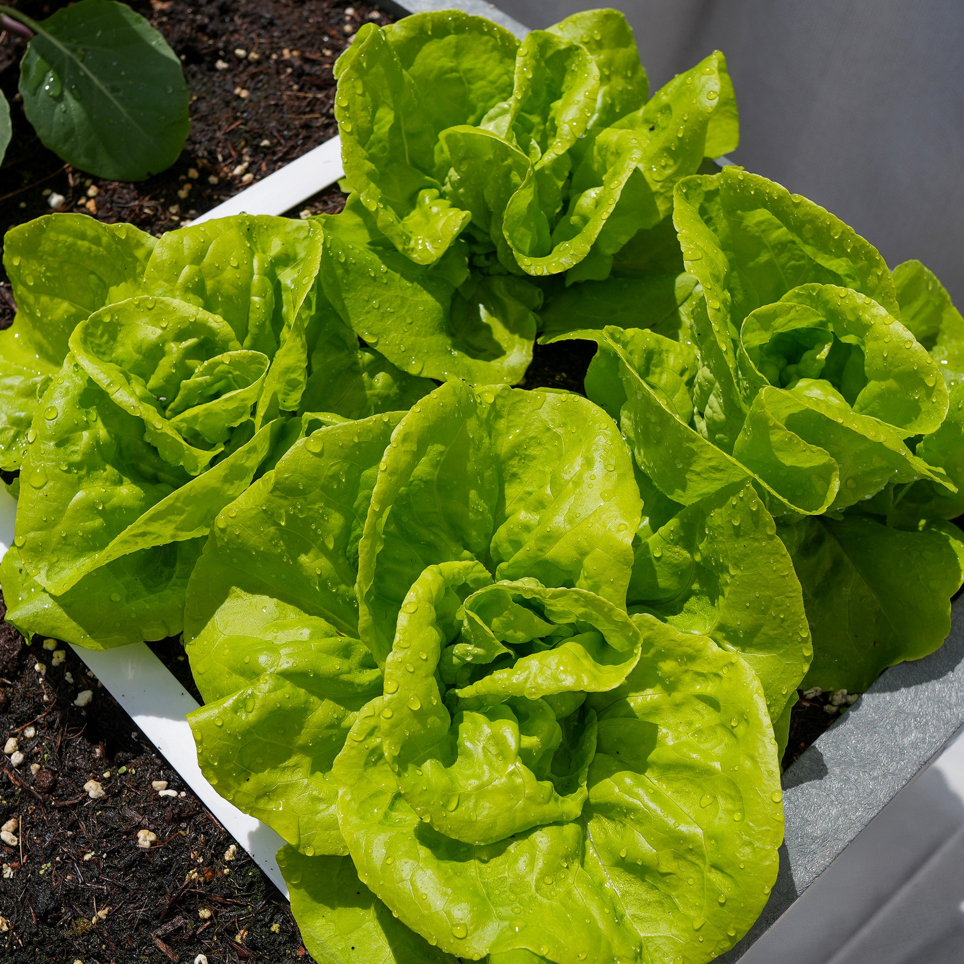 Green Bibb Gemüsesamen, Essential Planting Tips