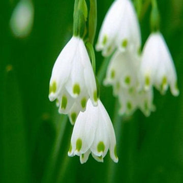 Weiß rich aroma blume samen for anpflanzung - colorful display, heirloom & gmo free samen for home garten
 
 sale samen for anpflanzung in home garten