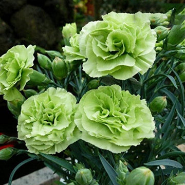 Carnation (carnation dianthus) samen for anpflanzung in home garten