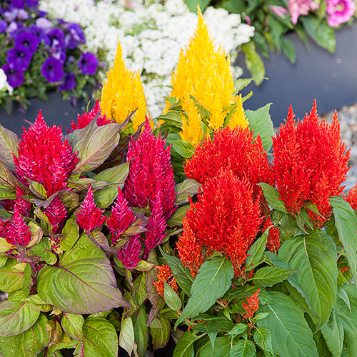 Celosia Blumensamen zur Aussaat kompakt Wuchs Traditionssorte & ohne Gentechnik Samen Hausgarten