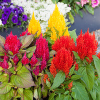 Celosia Blumensamen zur Aussaat kompakt Wuchs Traditionssorte & ohne Gentechnik Samen Hausgarten