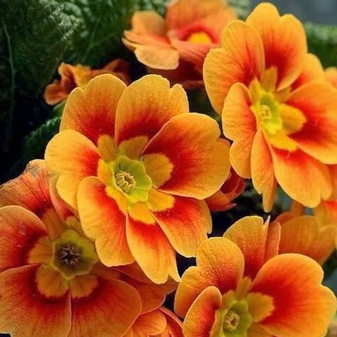Primel Malacoides Blumensamen zur Aussaat – farbenfroh Schau – Traditionssorte & ohne Gentechnik Samen Hausgarten