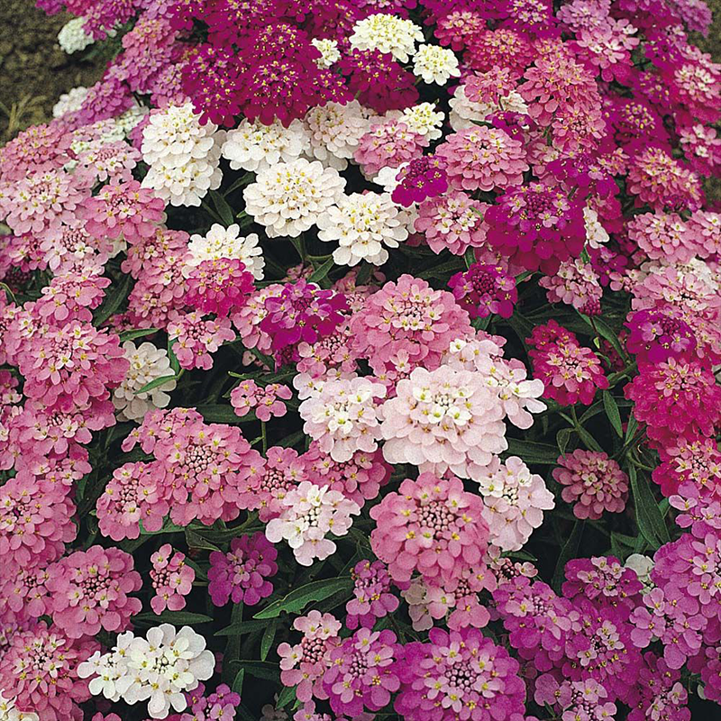 Iberis Candytuft Lila & Rosa Mischung Samen farbenfroh Garten Blüten