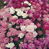Iberis Candytuft Lila & Rosa Mischung Samen farbenfroh Garten Blüten