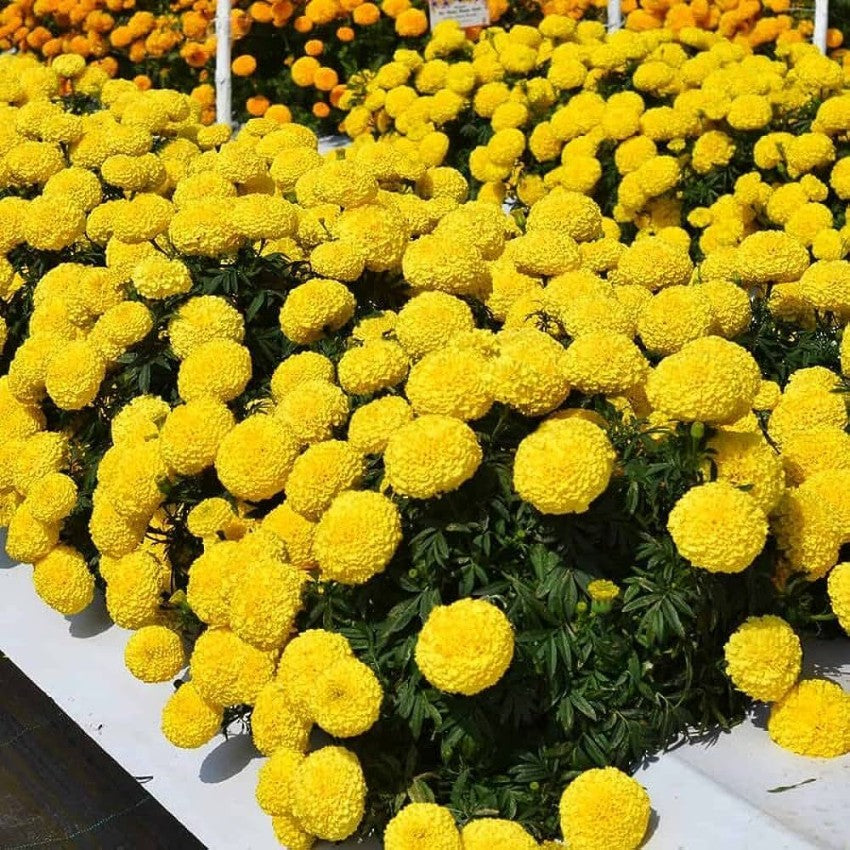 Goldmelisse blume samen for anpflanzung - compact growth, heirloom & gmo free samen for home garten
 
 sale for anpflanzung in home garten.