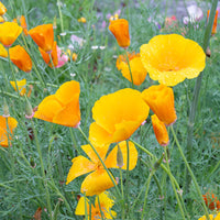 Cali Blumensamen zur Aussaat – Wildblume Mischung – Traditionssorte & ohne Gentechnik Samen Hausgarten