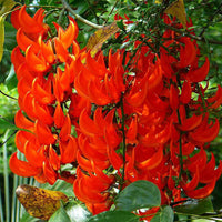 Orange Strongylodon Macrobotrys Samen Blumensamen zur Aussaat Garten beliebt Traditionssorte & ohne Gentechnik Samen Hausgarten
