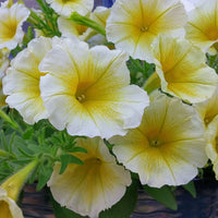 Gelb and weiß petunia blume samen for anpflanzung - pollinator friendly, heirloom & gmo free samen for home garten
 
 sale for anpflanzung in home garten
