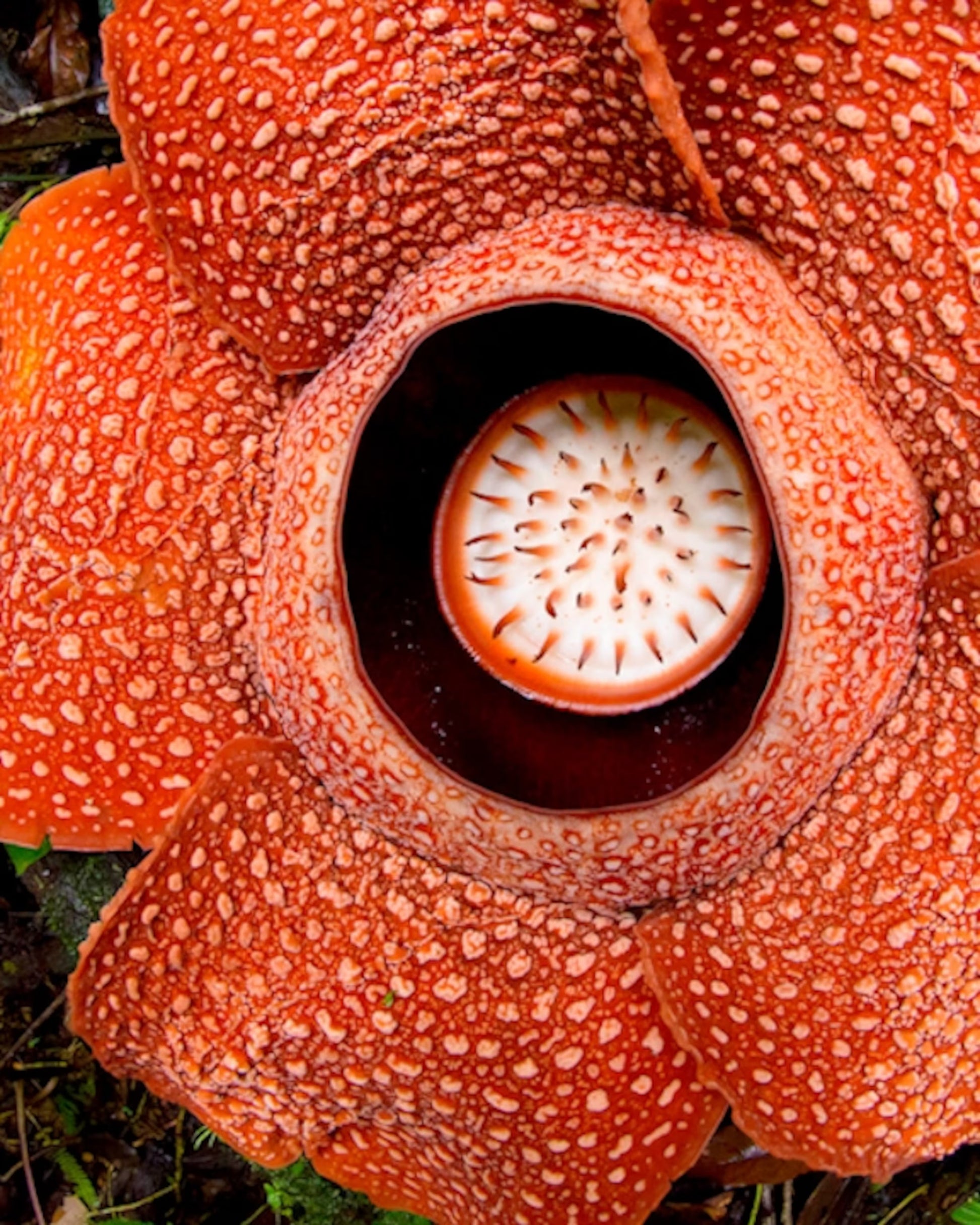 Smelliest Blumensamen zur Aussaat Wildblume Mischung Traditionssorte & ohne Gentechnik Samen Hausgarten