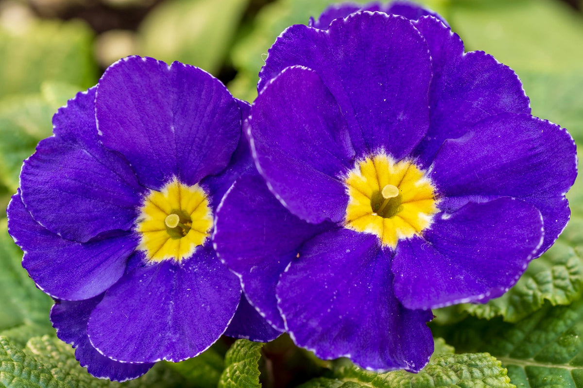 Violet gelb primula malacoides blume samen blume samen for anpflanzung sun loving heirloom & gmo free samen for home garten 
 
 sale for anpflanzung in home garten