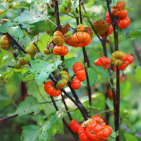 Gelborange Solanum Aethiopicum Gemüsesamen für einfaches Anpflanzen