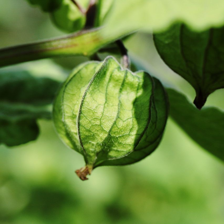 Lila Tomatillo Samen zum Pflanzen