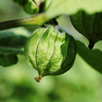 Lila Tomatillo Samen zum Pflanzen