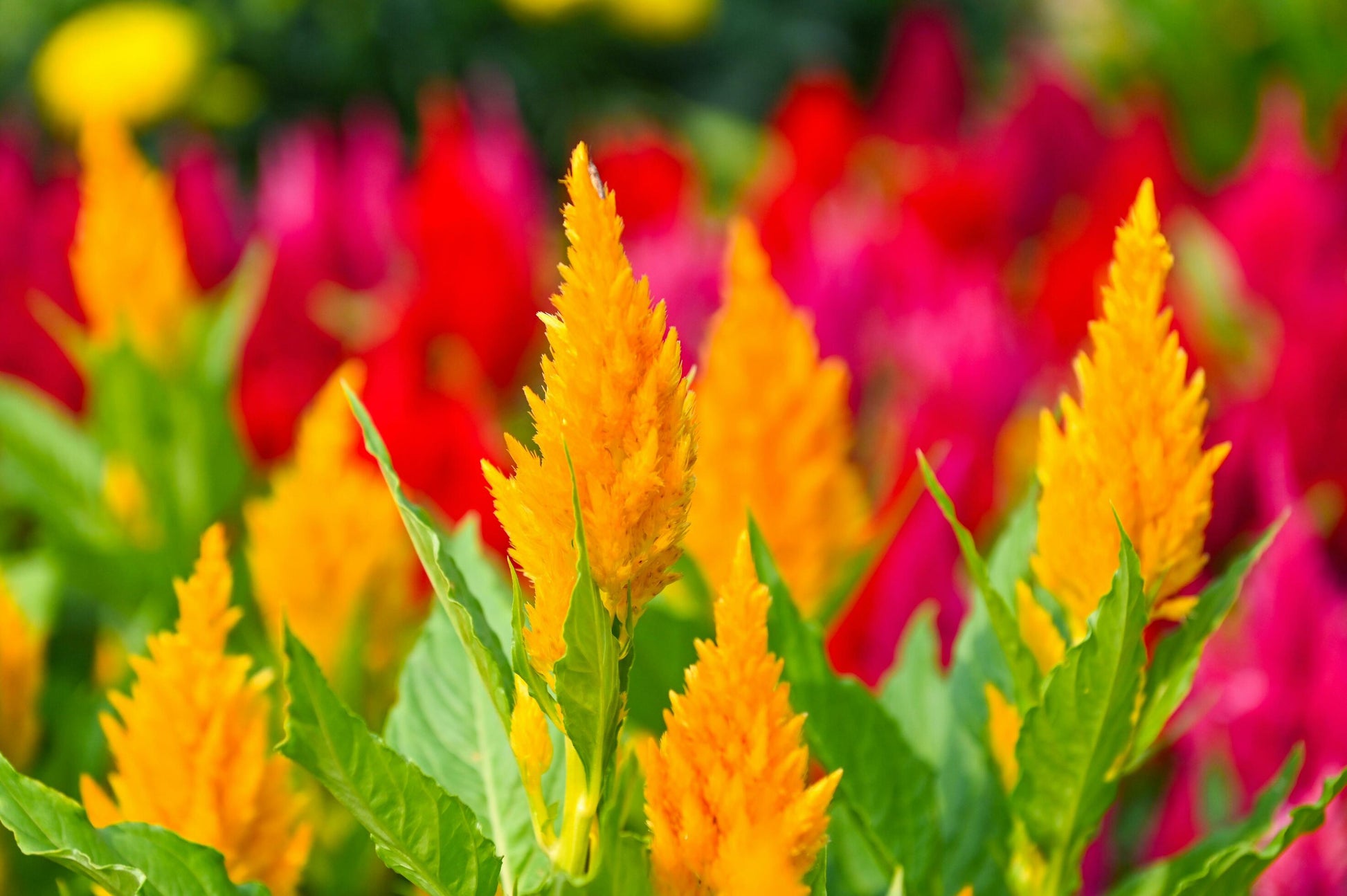 Celosia Blumensamen zur Aussaat kompakt Wuchs Traditionssorte & ohne Gentechnik Samen Hausgarten