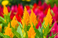 Celosia Blumensamen zur Aussaat kompakt Wuchs Traditionssorte & ohne Gentechnik Samen Hausgarten