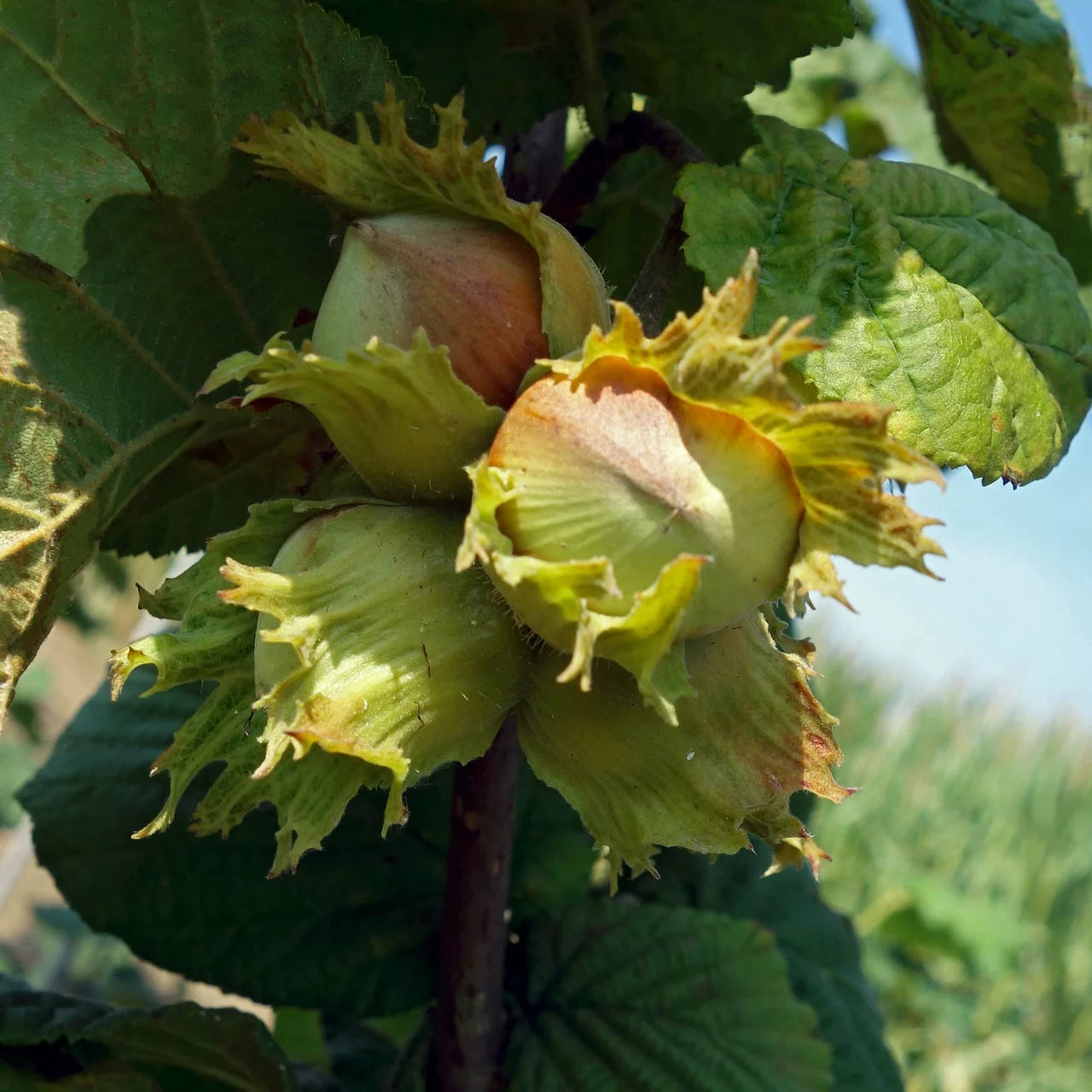 Haselnuss Baum Samen für einfaches Anpflanzen