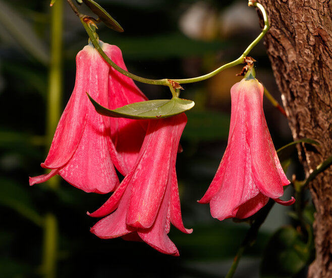 Lapageria Blumensamen Aussaat Leitfaden
