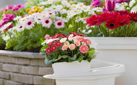 Gerbera jamesonii mixed daisy blume samen