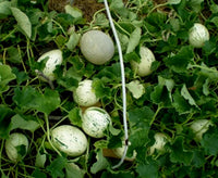 Weiß Leopard Melon Gemüse Samen zum Pflanzen - Seed for Unique and Flavorful Harvests in Your Garden