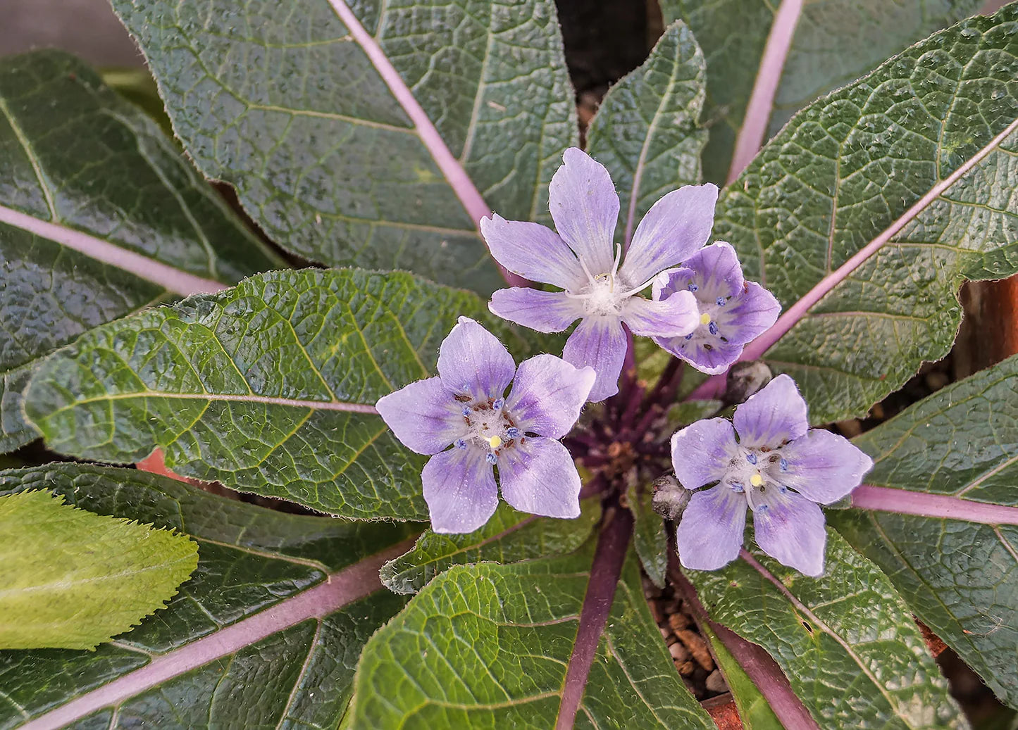 Mandrake Blumensamen zur Aussaat – Drought verträglich – Traditionssorte & ohne Gentechnik Samen Hausgarten