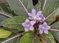 Mandrake Blumensamen zur Aussaat – Drought verträglich – Traditionssorte & ohne Gentechnik Samen Hausgarten