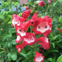 Rot Penstemon Hartwegii Blumensamen zur Aussaat – leuchtend – Traditionssorte & ohne Gentechnik Samen Hausgarten