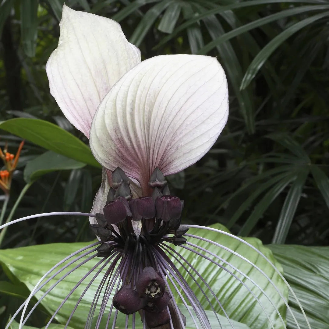 Weiß Tacca Nivea Pflanze Samen zur Aussaat Samen einzigartig und exotisch Blüten – ideal Adding Elegance Garten