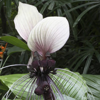 Weiß Tacca Nivea Pflanze Samen zur Aussaat Samen einzigartig und exotisch Blüten – ideal Adding Elegance Garten