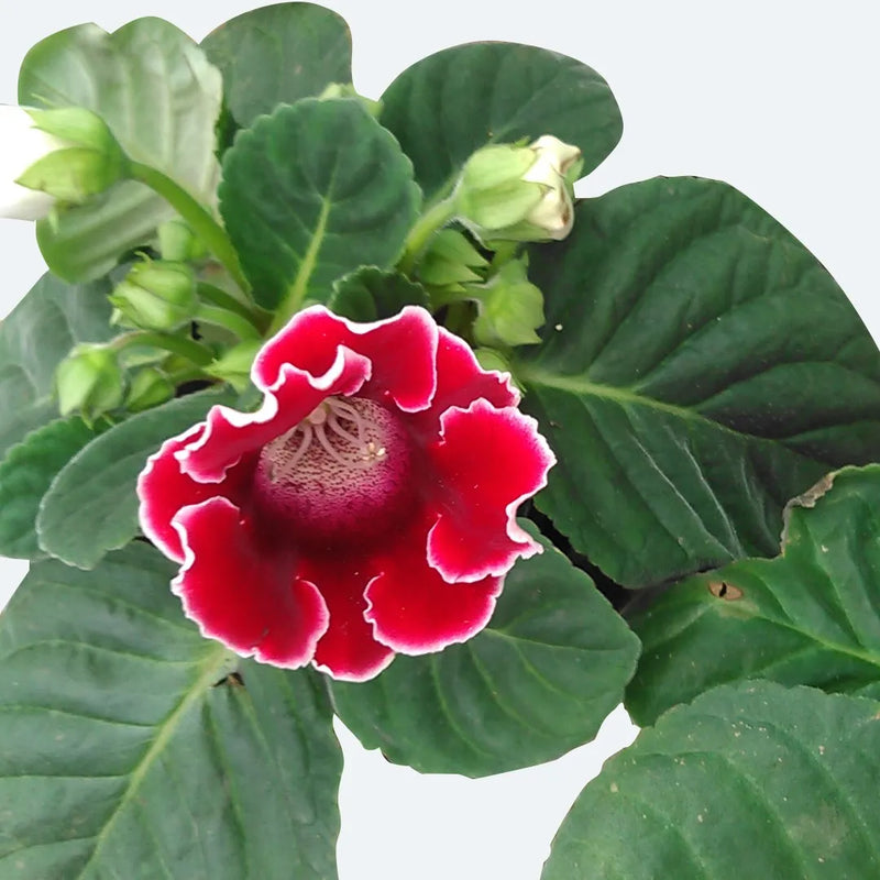 Sinningia Gloxinie Blumensamen zur Aussaat Schnitt Blume beliebt Traditionssorte & ohne Gentechnik Samen Hausgarten