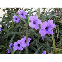 Ruellia (ruellia humillis) samen for anpflanzung in home garten