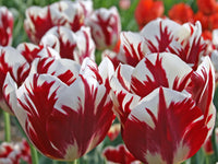 Rot Weiß Tulpe Blumensamen Blumensamen zur Aussaat Schnitt Blume beliebt Traditionssorte & ohne Gentechnik Samen Hausgarten