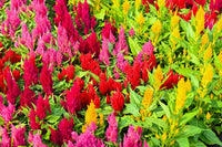 Celosia Blumensamen zur Aussaat kompakt Wuchs Traditionssorte & ohne Gentechnik Samen Hausgarten
