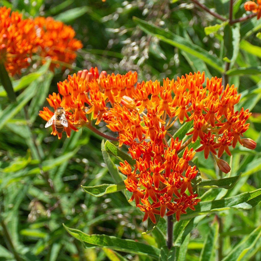 Asclepias Blumensamen zur Aussaat duftend Blüten Traditionssorte & ohne Gentechnik Samen Hausgarten