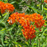 Asclepias Blumensamen zur Aussaat duftend Blüten Traditionssorte & ohne Gentechnik Samen Hausgarten