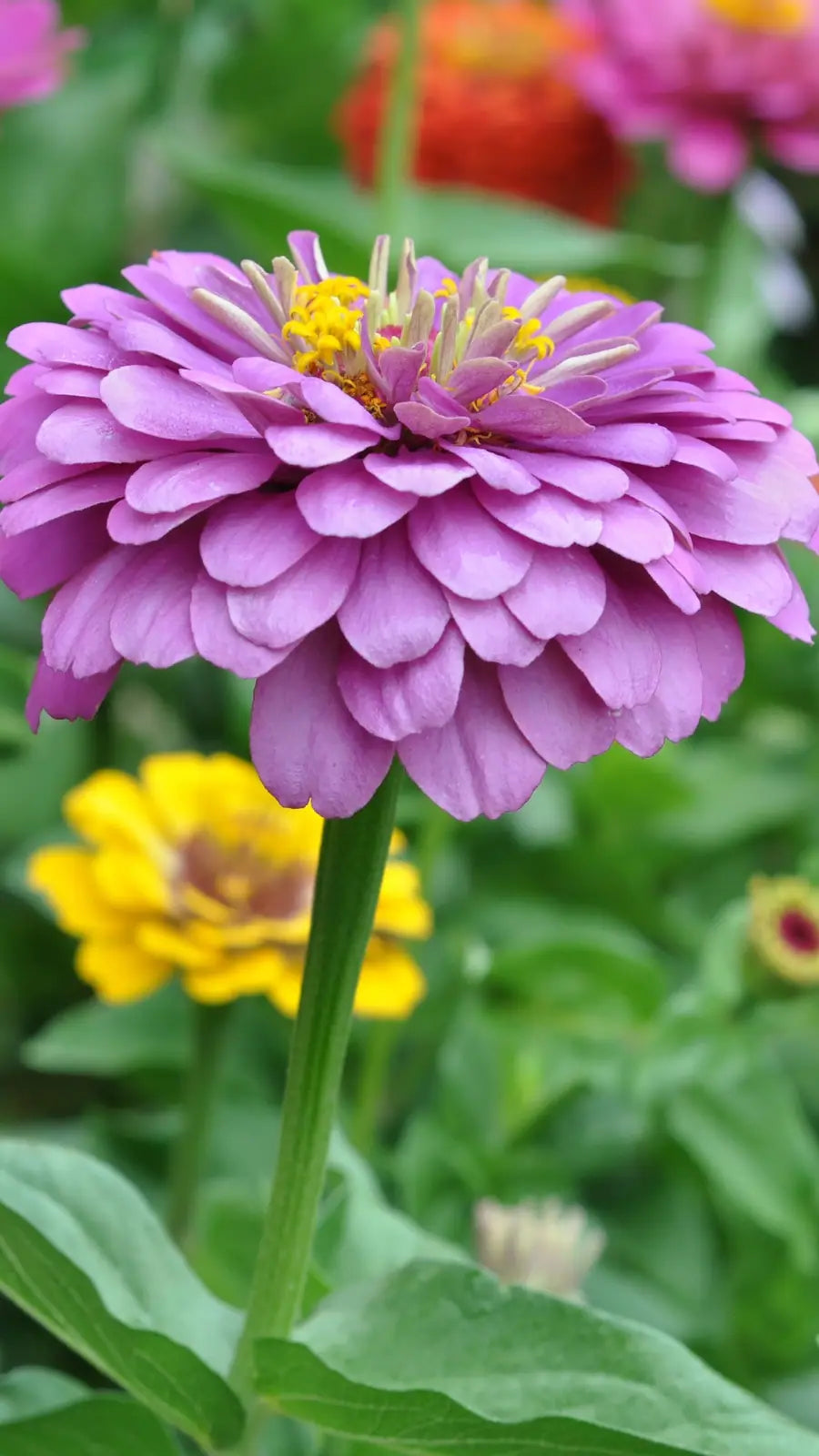 Lavendel Zinnie Blumensamen zur Aussaat – saisonal Dauerblüher – Traditionssorte & ohne Gentechnik Samen Hausgarten