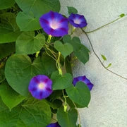 dunkel Blau Kapuzinerkresse Blumensamen Garten Anzucht Traditionssorte & ohne Gentechnik Samen Hausgarten