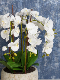 Weiß Schmetterlingsorchidee Orchids Samen zur Aussaat Landhaus Garten wichtig Traditionssorte & ohne Gentechnik Samen Hausgarten