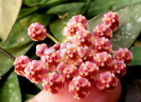 Hoya Gracilis Blumensamen zur Aussaat Drought verträglich Traditionssorte & ohne Gentechnik Samen Hausgarten