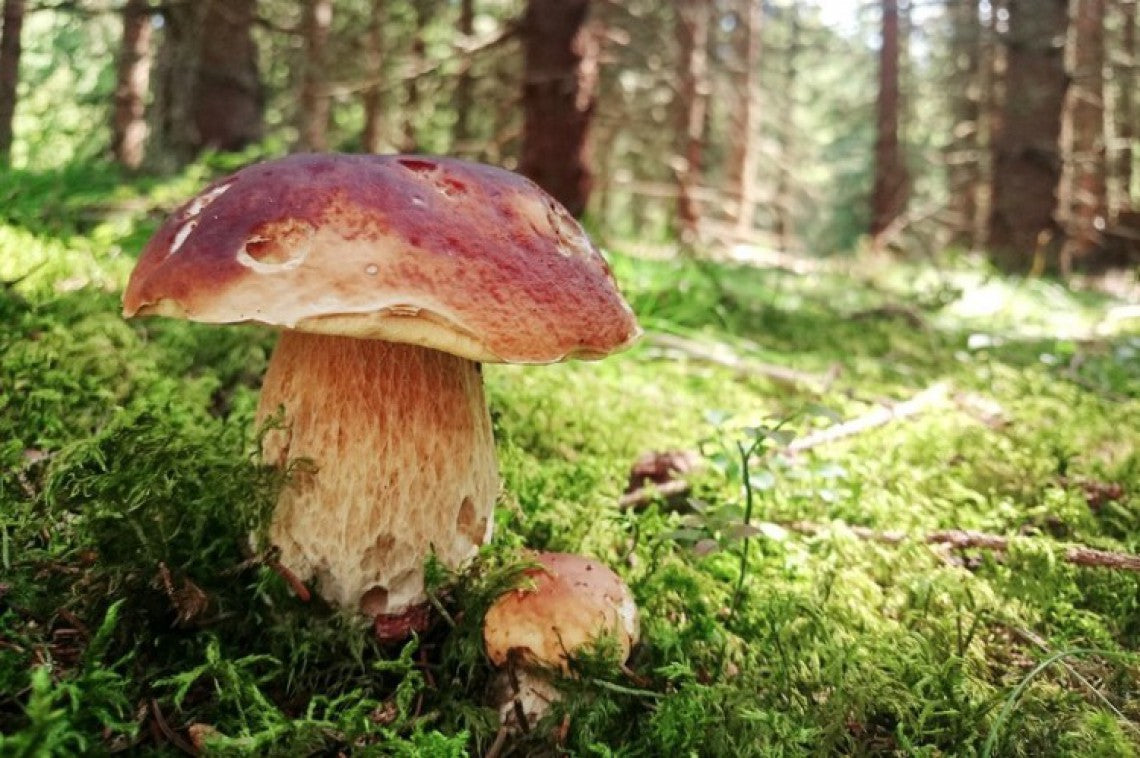 Porcini Pilz Samen zum Pflanzen