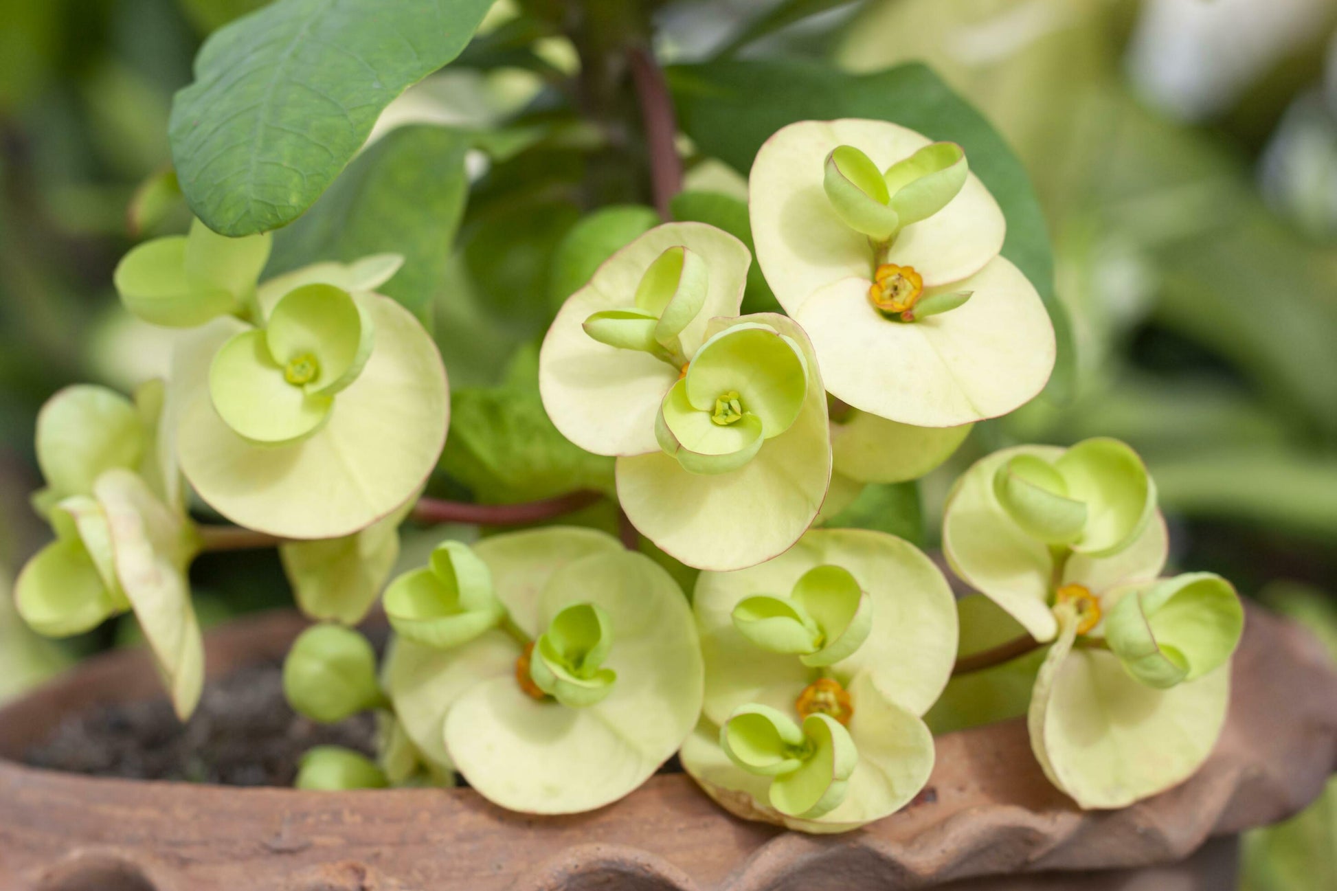 Gelb Euphorbia Blumensamen zur Aussaat hochwertige Qualitäts- Traditionssorte & ohne Gentechnik Samen Hausgarten